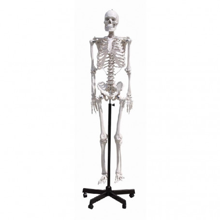 Les meilleurs squelettes anatomiques en 2020 !