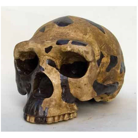 CRANE Sinanthropus - HOMO ERECTUS PEKINENSIS