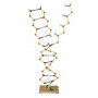 MODELE ADN-ARN Modèle éco