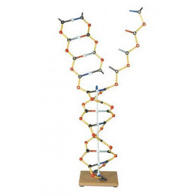 MODELE ADN-ARN Modèle éco
