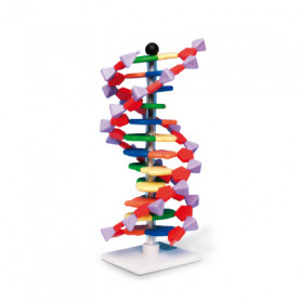 MODELE DOUBLE HELICE ADN 12 SEGMENTS