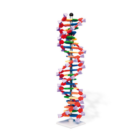 MODÈLE DOUBLE HÉLICE ADN 22 SEGMENTS