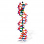 MODÈLE DOUBLE HÉLICE ADN 22 SEGMENTS