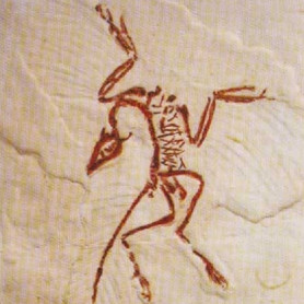 MOULAGE D'ARCHEOPTERYX