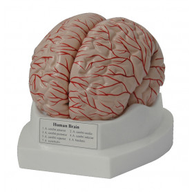 CERVEAU EN 9 PARTIES